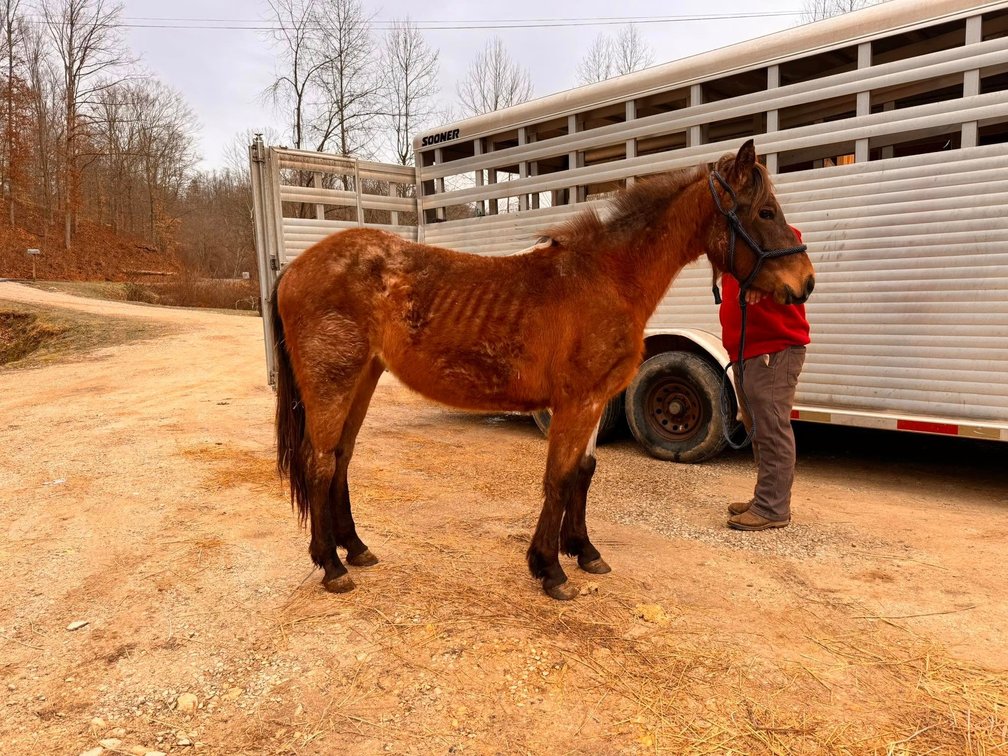 2yr old Quarter Horse Filly