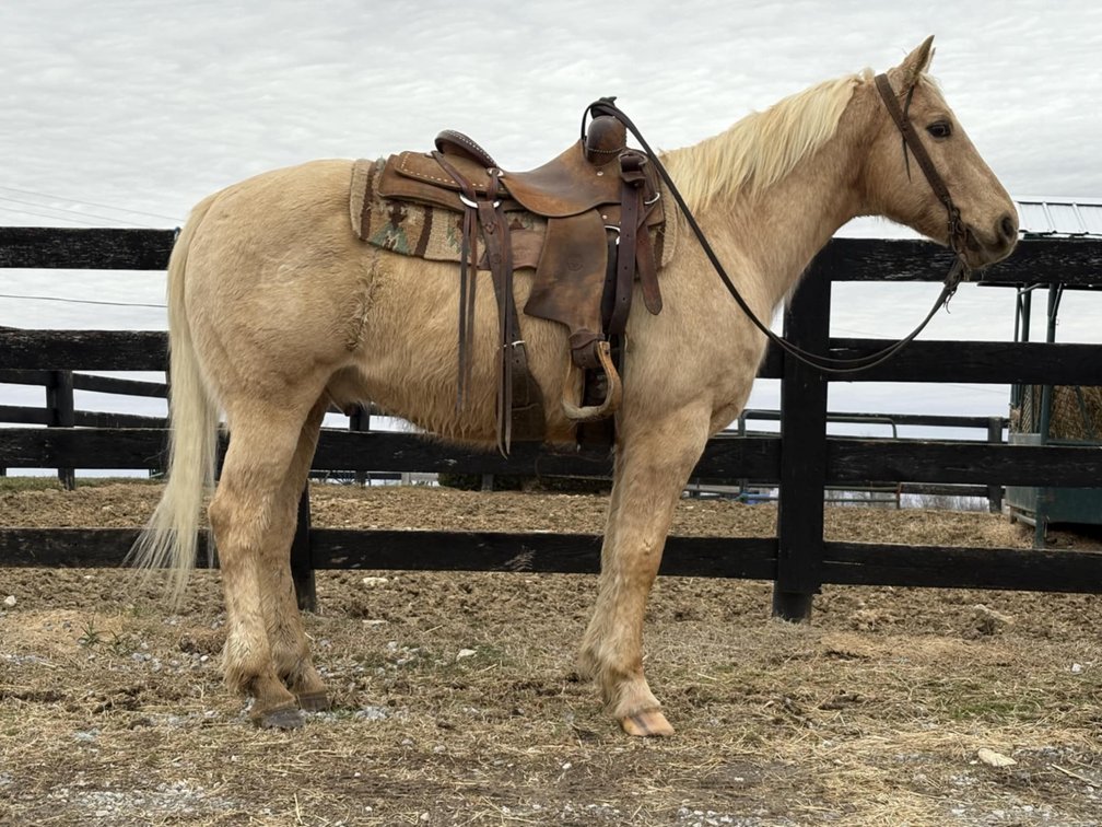 12yr old Gelding