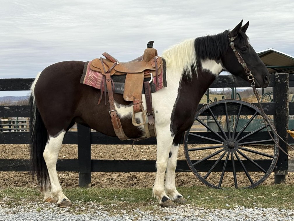 7yr old Haflinger Cross Mare