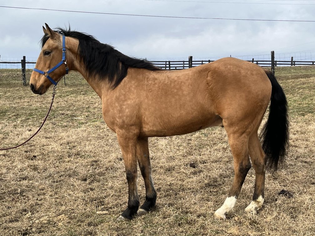 12yr old Gelding
