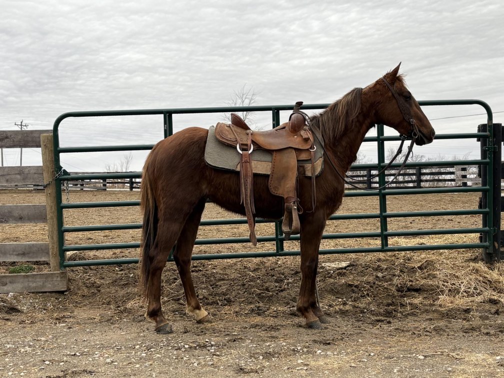 4yr old Standardbred Pony Mare