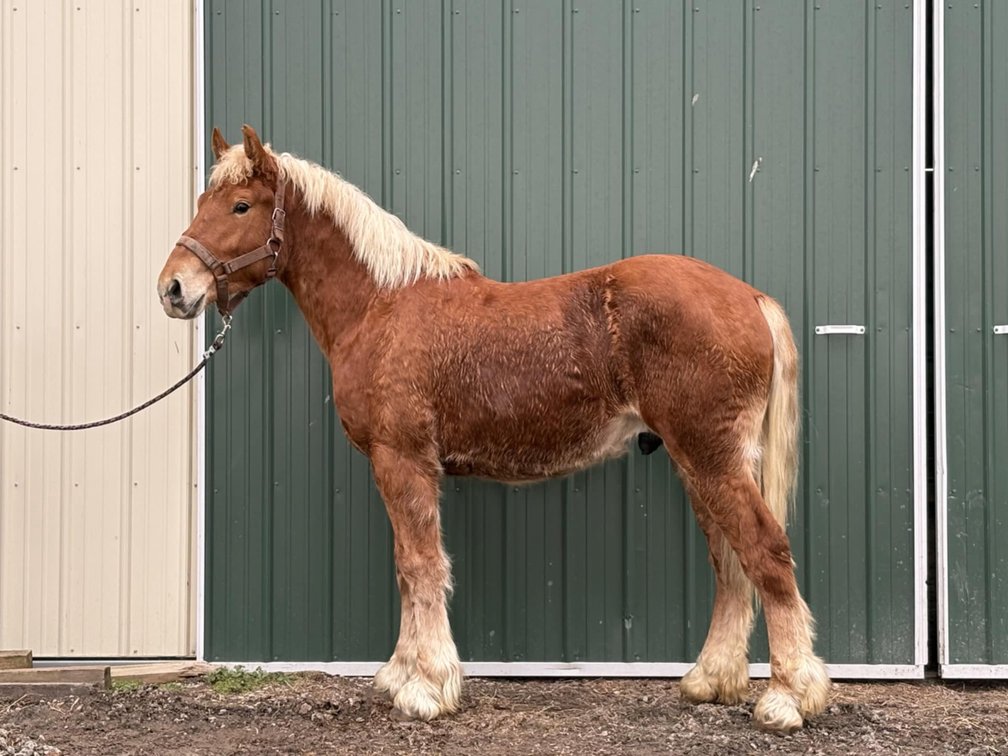 Work Colt