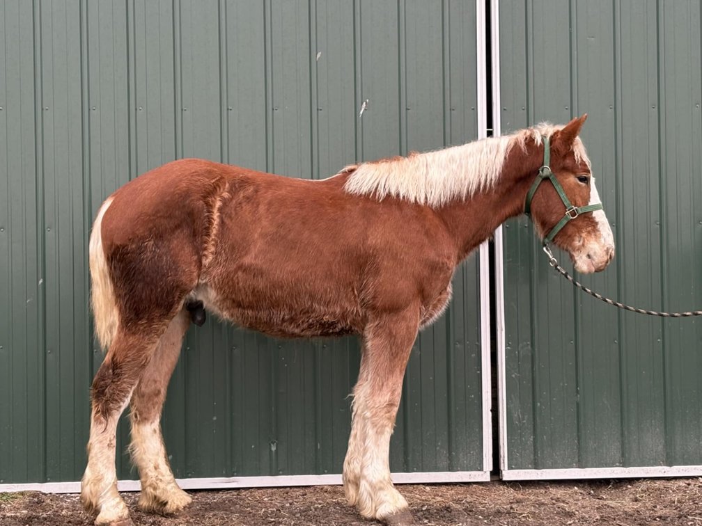 Work Colt