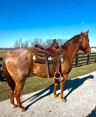 Image for Bluegrass East Spring Horse Sale