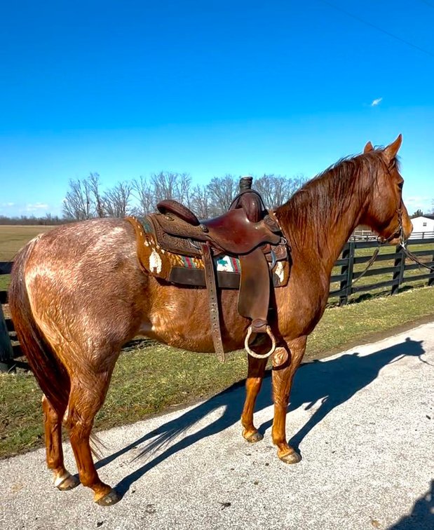 Image for Bluegrass East Spring Horse Sale
