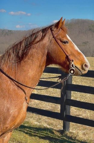 Image for Bluegrass East Spring Horse Sale