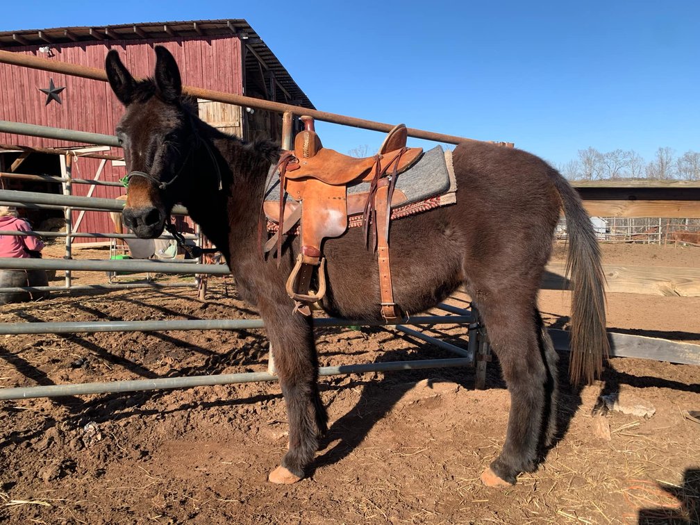 14yr old Molly Mule