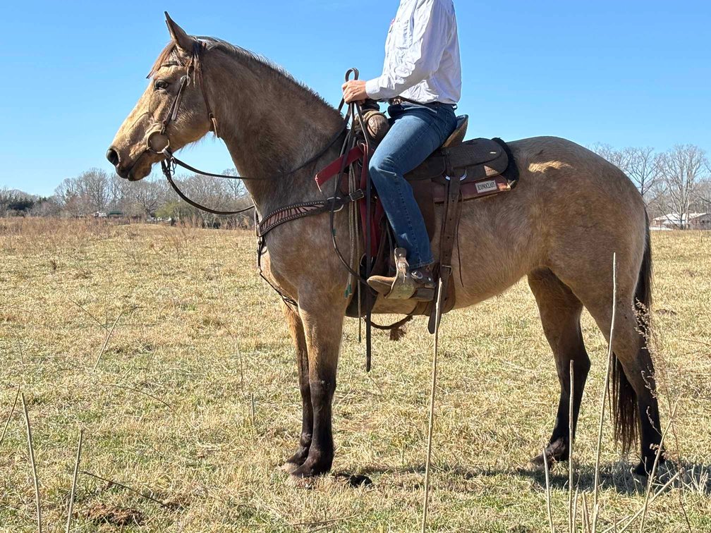 8yr old Buckskin Mare