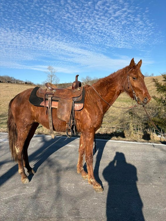 Parks Red Headed Stranger (VIDEO)