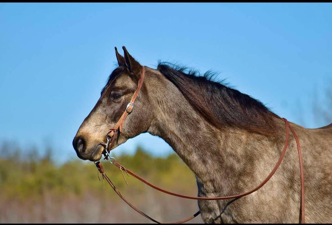 Image for Mid Eastern Kentucky Gaited Horse Sale