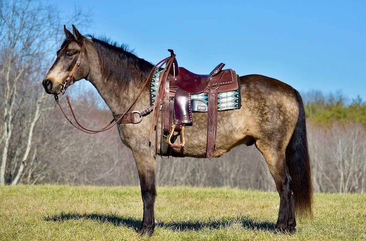 Image for Mid Eastern Kentucky Gaited Horse Sale