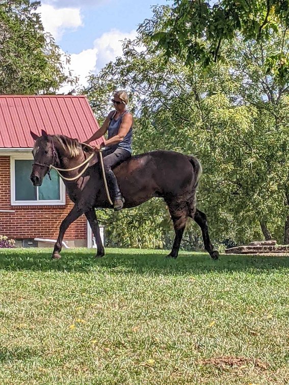 Image for Mid Eastern Kentucky Gaited Horse Sale