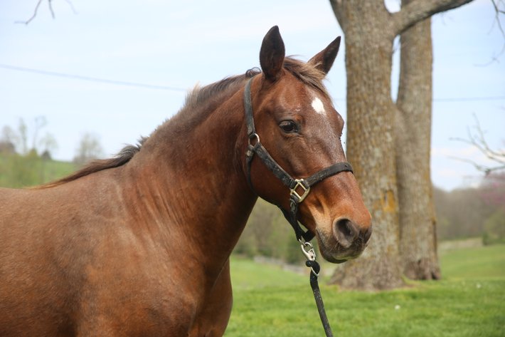 Image for Mid Eastern Kentucky Gaited Horse Sale