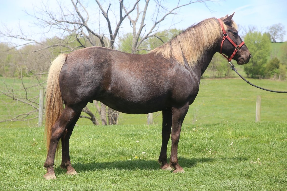 Image for Mid Eastern Kentucky Gaited Horse Sale
