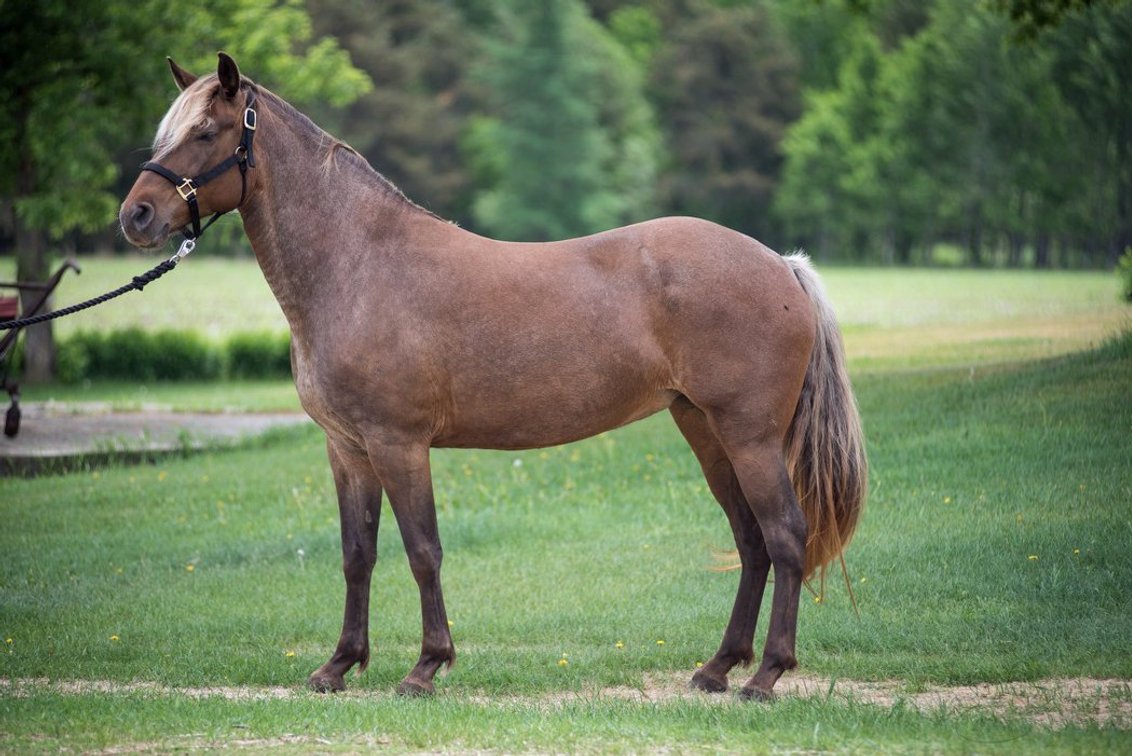 Image for Mid Eastern Kentucky Gaited Horse Sale