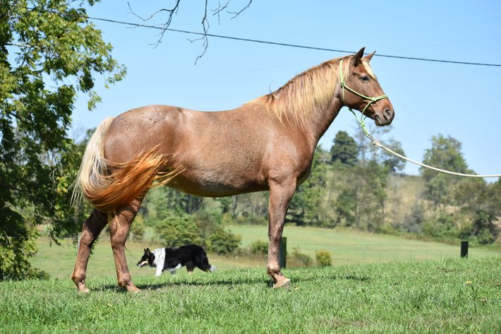 Image for Mid Eastern Kentucky Gaited Horse Sale