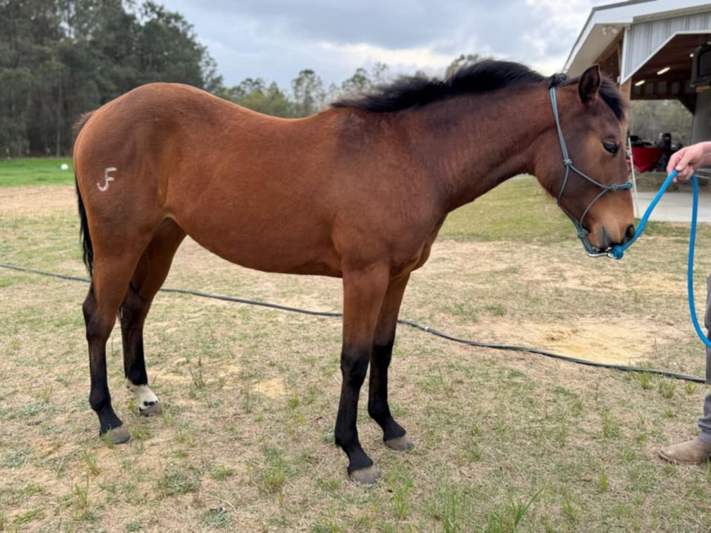 Image for Lumberton Horse and Tack Auction April 2025
