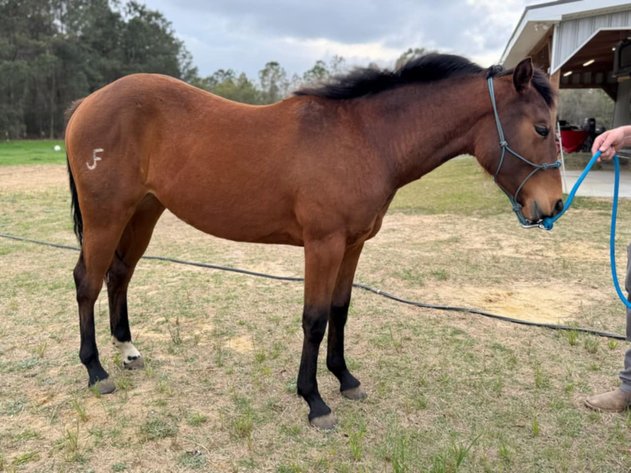 Image for Lumberton Horse and Tack Auction April 2025
