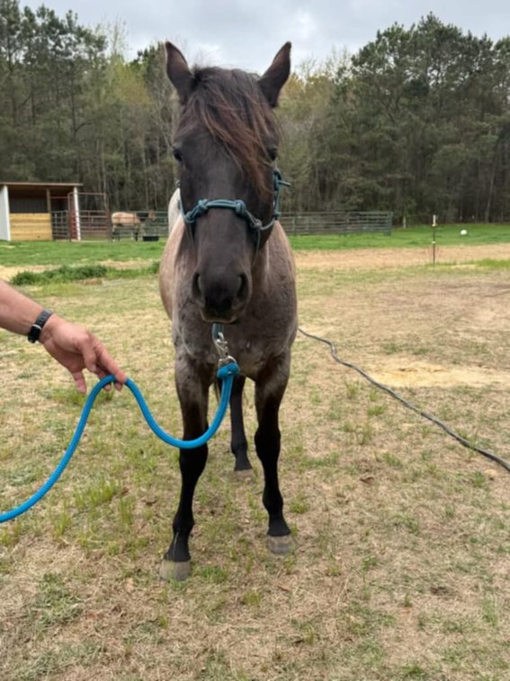 Image for Lumberton Horse and Tack Auction April 2025