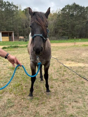 Image for Lumberton Horse and Tack Auction April 2025