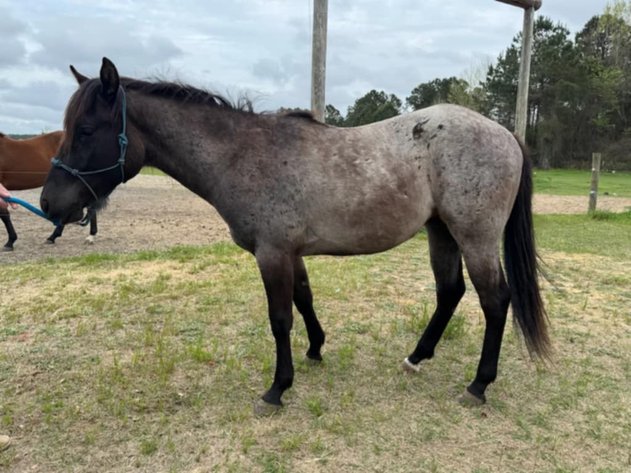 Image for Lumberton Horse and Tack Auction April 2025