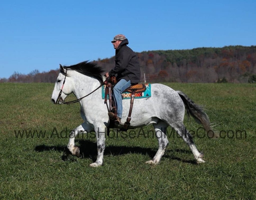Image for Eastern Elite Select Sale