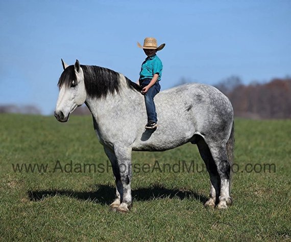 Image for Eastern Elite Select Sale