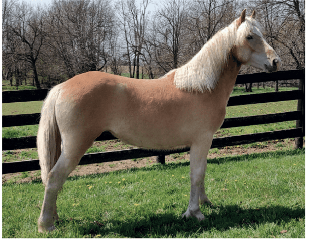 Image for Ashland Haflinger Sale