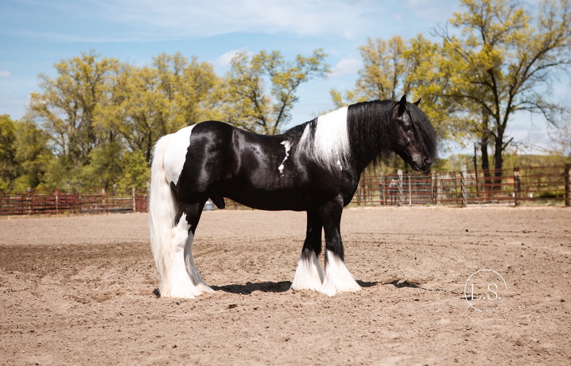 Image for All American Horse Sale- Gordyville USA