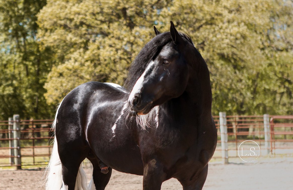 Image for All American Horse Sale- Gordyville USA