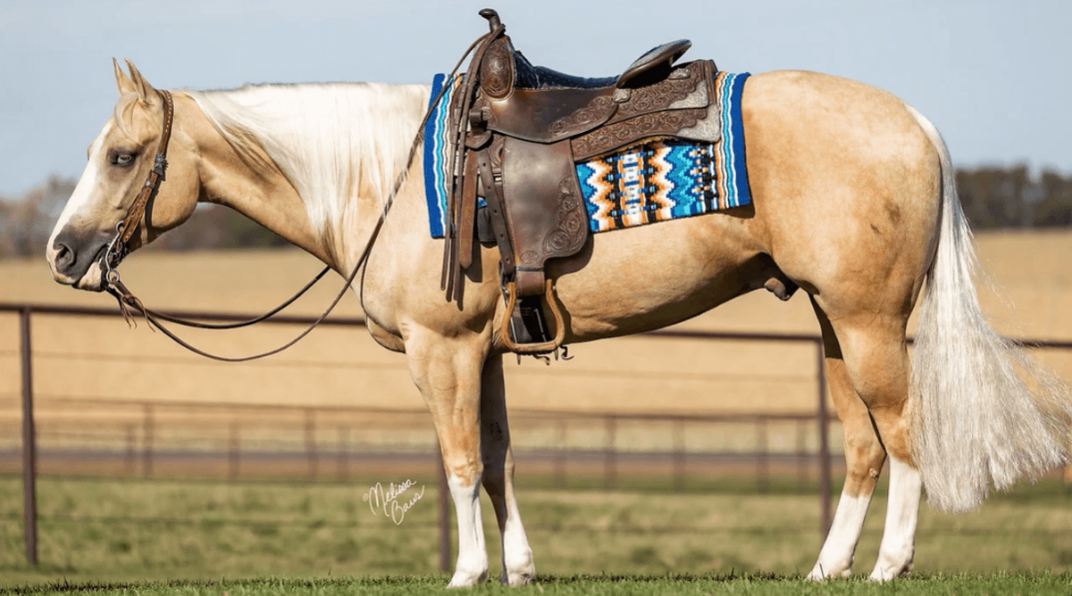 Image for All American Horse Sale- Gordyville USA
