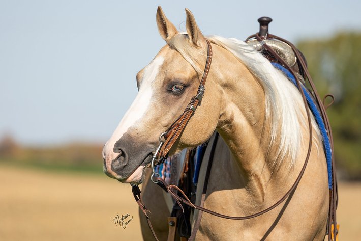 Image for All American Horse Sale- Gordyville USA