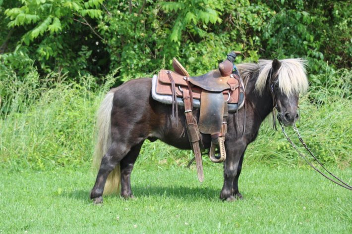 Image for Bluegrass East Summer Horse Sale