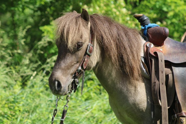 Image for Bluegrass East Summer Horse Sale