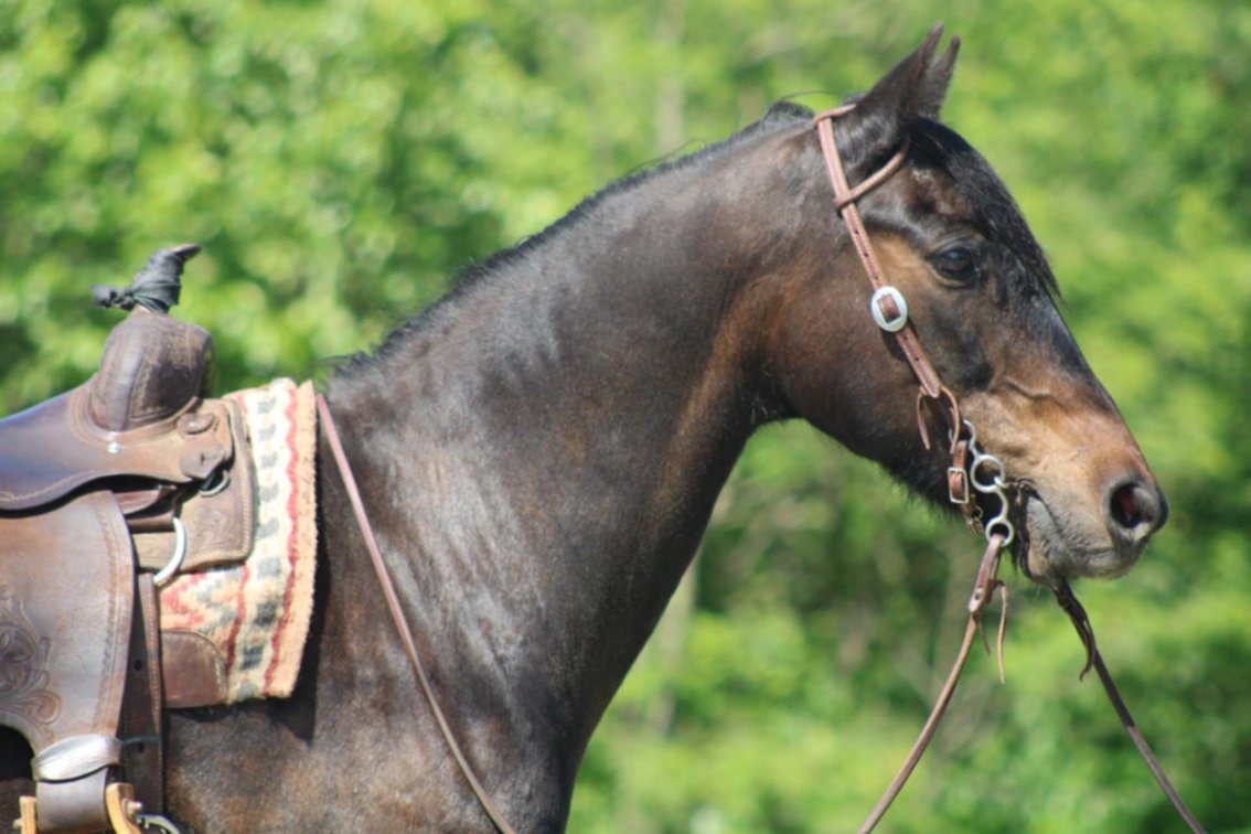 Image for Bluegrass East Summer Horse Sale