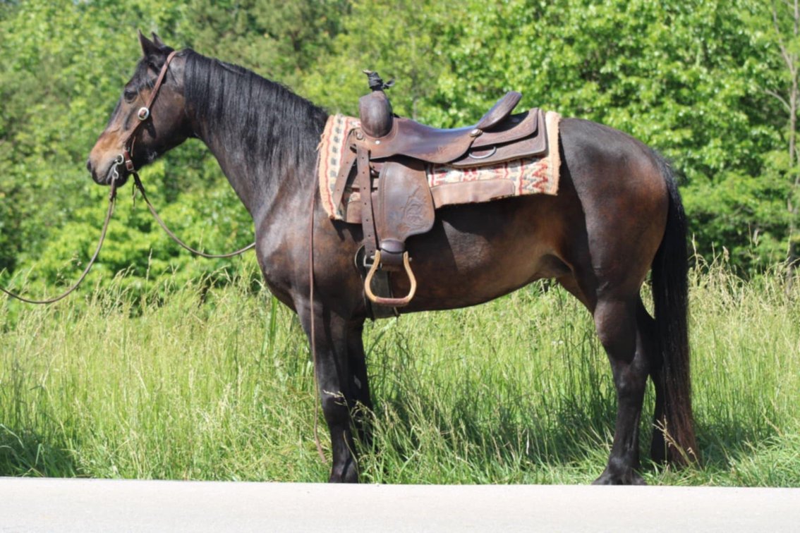 Image for Bluegrass East Summer Horse Sale