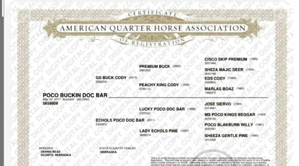 Image for All American Horse Sale- Gordyville USA