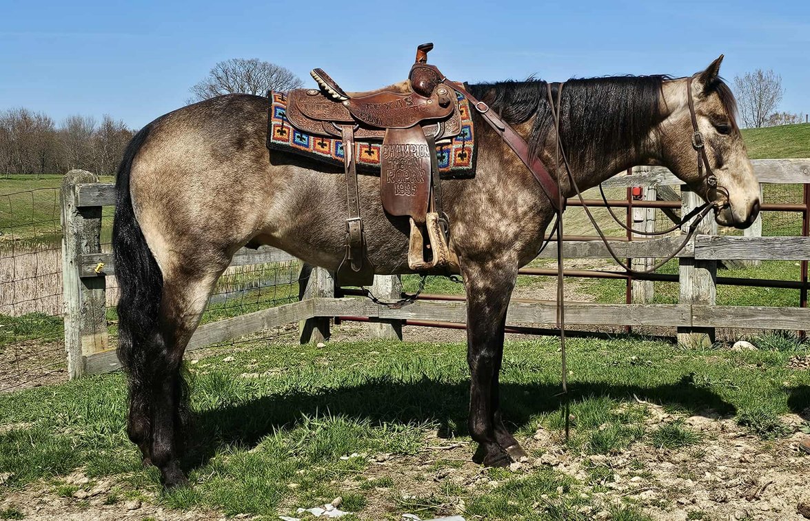 Image for All American Horse Sale- Gordyville USA