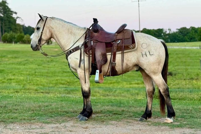 Image for Lumberton Horse and Tack Auction June 2025