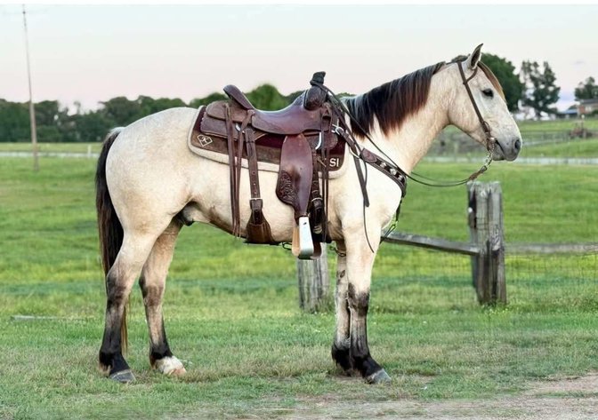 Image for Lumberton Horse and Tack Auction June 2025