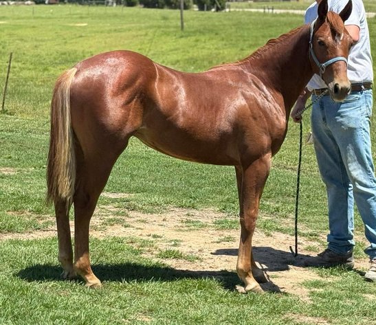 Image for Lumberton Horse and Tack Auction June 2025