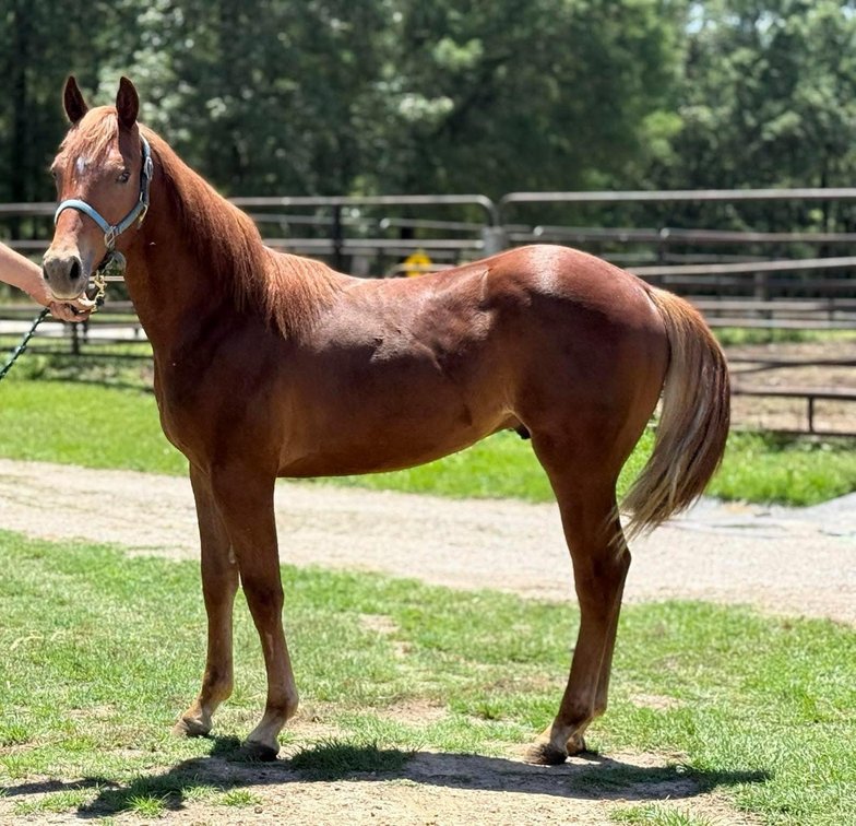 Image for Lumberton Horse and Tack Auction June 2025