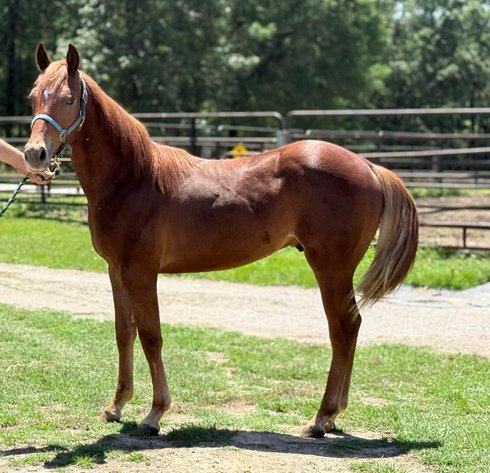 Image for Lumberton Horse and Tack Auction June 2025
