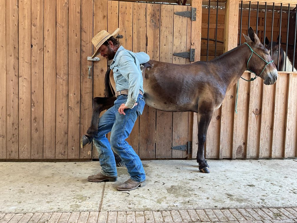 Image for Lumberton Horse and Tack Auction, July 2025