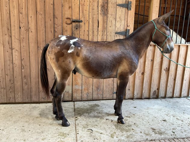 Image for Lumberton Horse and Tack Auction, July 2025