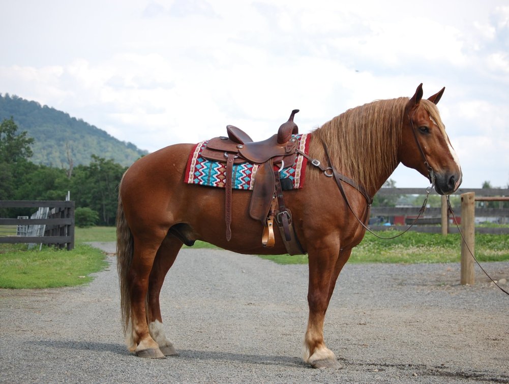 Image for Lumberton Horse and Tack Auction, July 2025