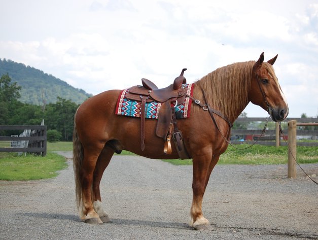 Image for Lumberton Horse and Tack Auction, July 2025