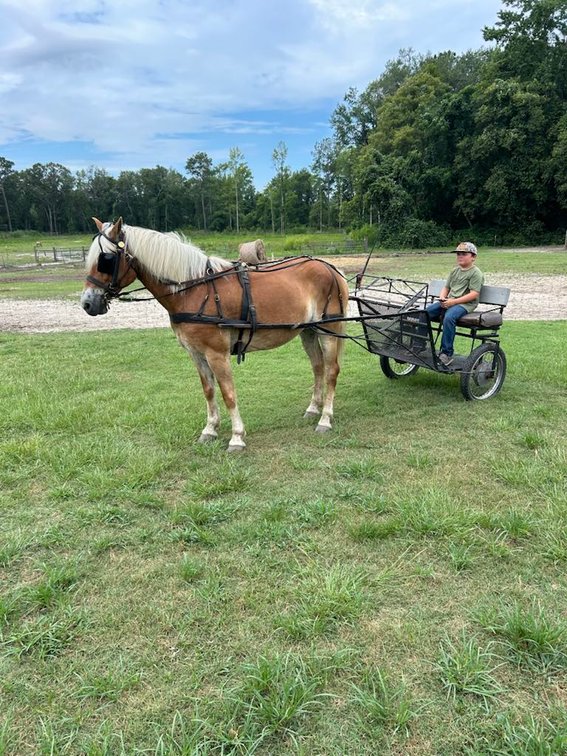 Image for Lumberton Horse and Tack Auction, July 2025