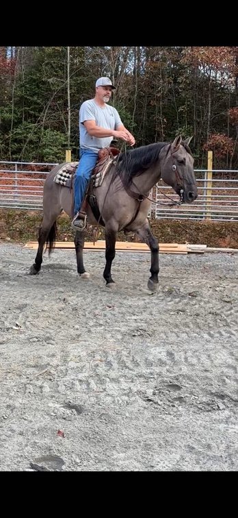 Image for Lumberton Horse and Tack Auction, July 2025