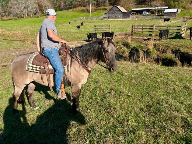 Image for Lumberton Horse and Tack Auction, July 2025